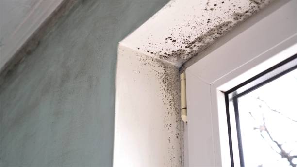 Best Professional Mold Removal  in White Knoll, SC