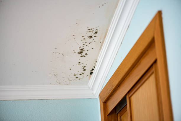 Best Mold Testing  in White Knoll, SC
