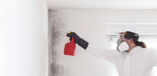 Best Local Mold Removal Service  in White Knoll, SC