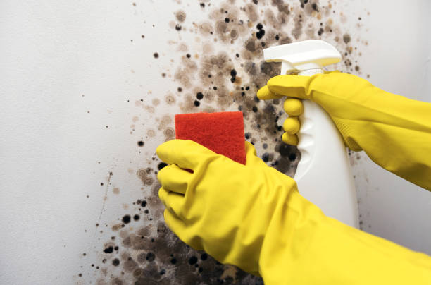 Best Emergency Mold Removal  in White Knoll, SC