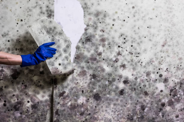 Best Crawl Space Mold Removal  in White Knoll, SC