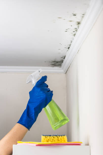 Office Mold Removal Services in White Knoll, SC