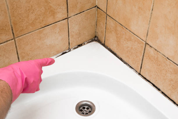 Best Professional Mold Removal  in White Knoll, SC